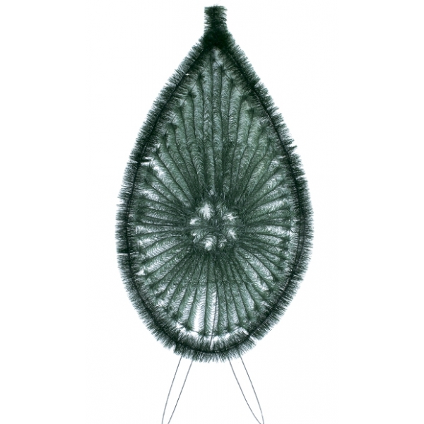 Сосна, 1,5 м. Розпушена