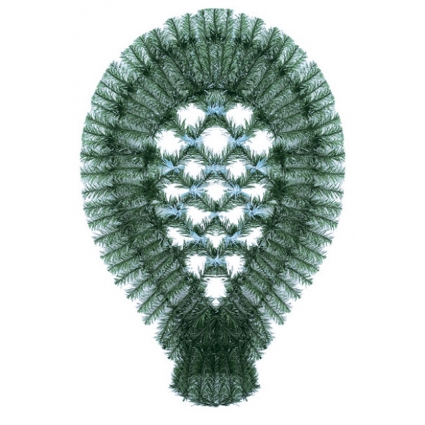 Сосна, 1,5 м. Розпушена