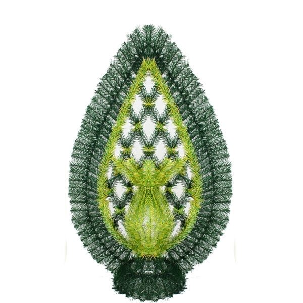 Сосна, 1,5 м. Розпушена