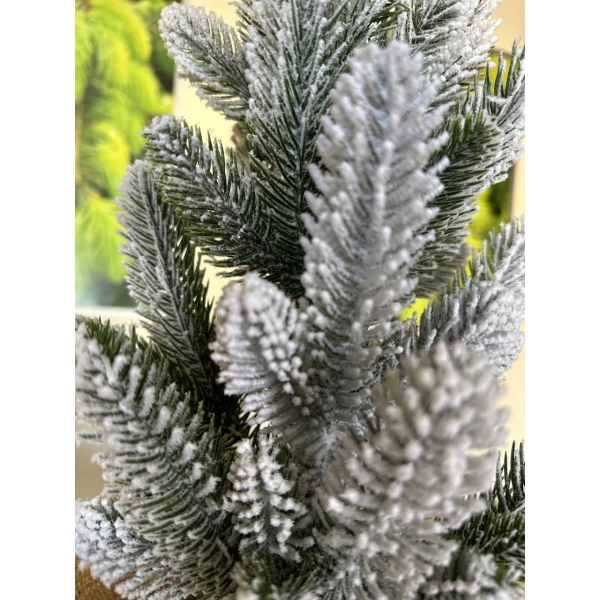 Сосна, 1,5 м. Розпушена