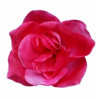 Голівка троянди