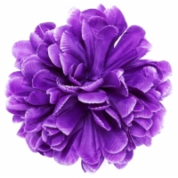 Голівка хризантеми фіолетової
