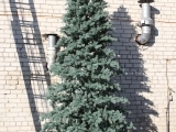 Christmas Tree PE, 5 m