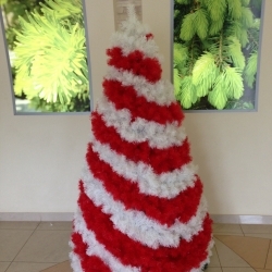 Елка конусная двухцветная