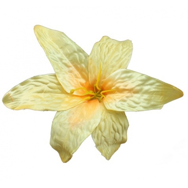 Сосна, 1,5 м. Розпушена