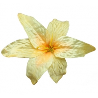 Голівка лілії