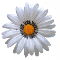 Ромашка атлас білий