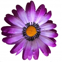 Ромашка атлас фіолетовий
