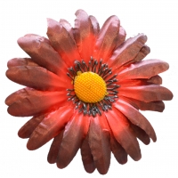 Ромашка атлас червоно-чорний