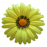 Ромашка атлас жовтий