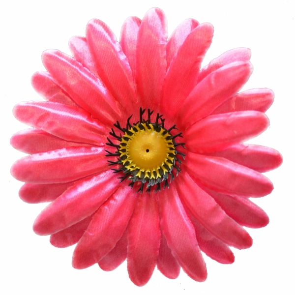 Сосна, 1,5 м. Розпушена