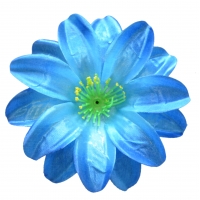 Крокус атлас синій