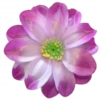 Крокус атлас фіолетовий