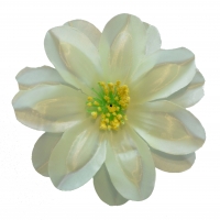 Крокус атлас кремовий