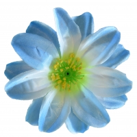 Крокус атлас блакитний