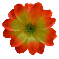 Крокус атлас оранжевий