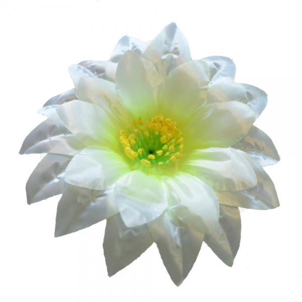 Сосна, 1,5 м. Розпушена