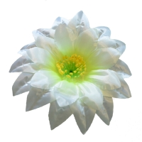 Крокус атлас тройний білий