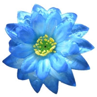 Крокус атлас тройний синій