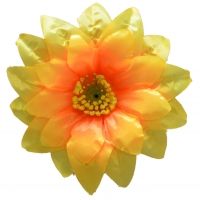 Крокус атлас трійка жовтий