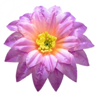 Крокус атлас тройний фіолетовий