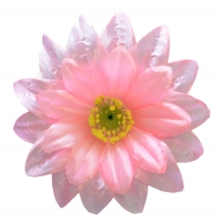 Крокус атлас трійка рожевий