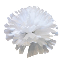 Гвоздика шовк білий