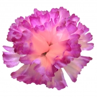 Гвоздика шовк фіолетовий