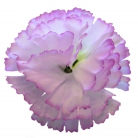 Гвоздика шовк біло-фіолетовий