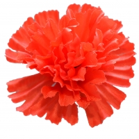 Гвоздика шовк червоний