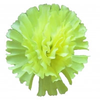 Гвоздика шовк лимонний