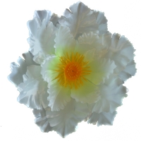 Магнолія атлас білий