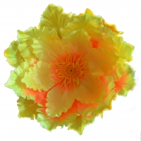 Магнолія атлас жовтий