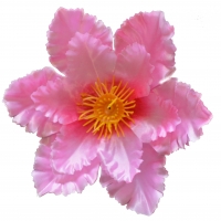 Магнолія атлас рожевий