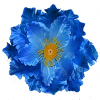 Магнолия атлас синий