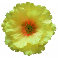 Мак атлас жовтий