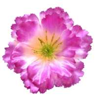 Мак атлас фіолетовий