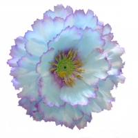 Мак атлас блакитний