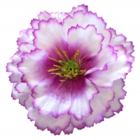 Мак атлас біло-фіолетовий