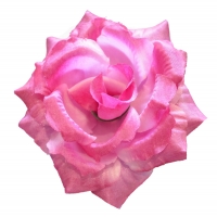 Троянда шовк фіолетовий