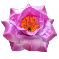 Троянда атлас фіолетовий