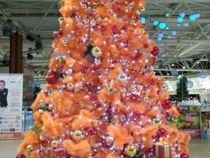 Yellow pine tree, 5 meters