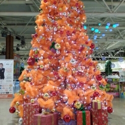 Сосна 5 метровая оранжевая