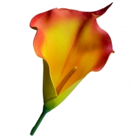 Калла латексна персикова