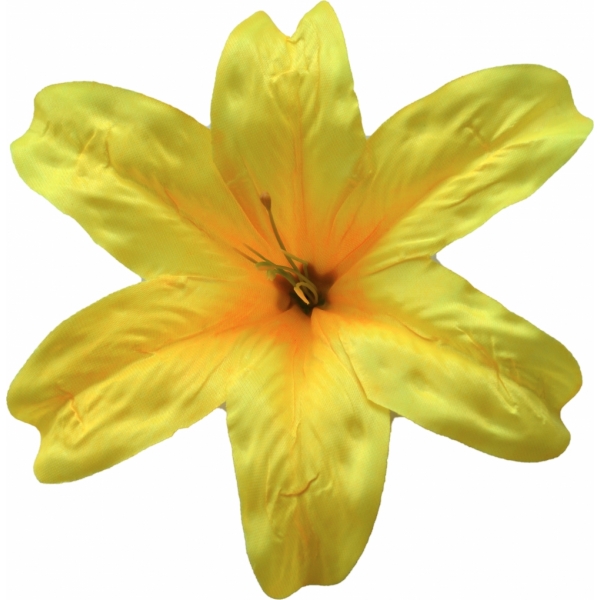 Сосна, 1,5 м. Розпушена