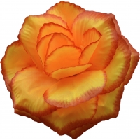 Троянда велика атлас