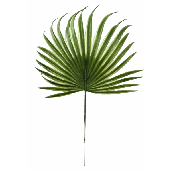 Сосна, 1,5 м. Розпушена