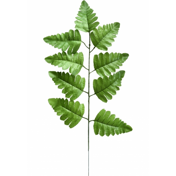 Сосна, 1,5 м. Розпушена