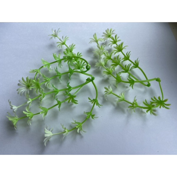 Сосна, 1,5 м. Розпушена