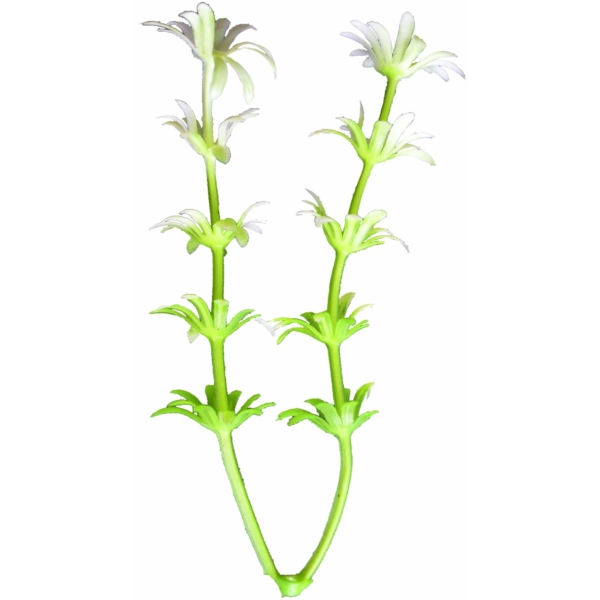 Сосна, 1,5 м. Розпушена